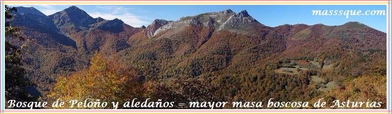 mayor hayedo de Asturias