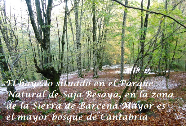 Cual es el mayor bosque de Cantabria