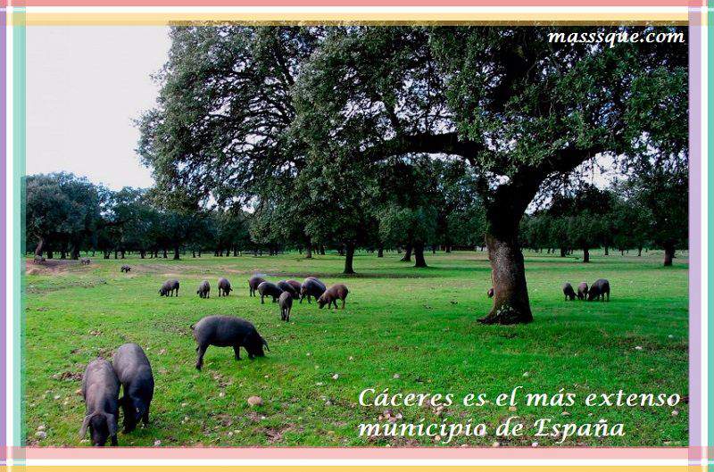 cual es el mayor municipio de España